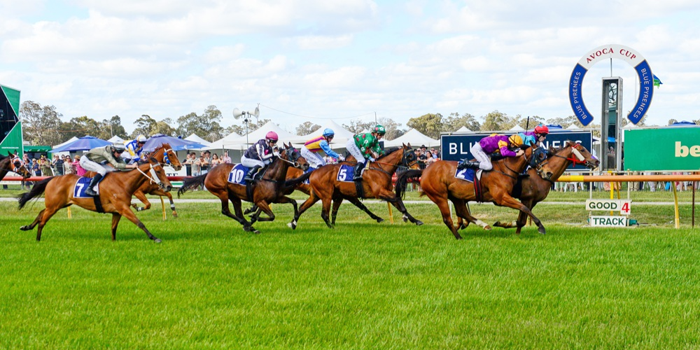 Blue Pyrenees Estate Avoca Cup  Tile Image
