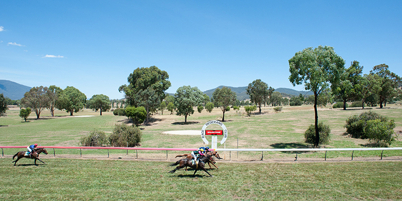Dederang Cup Tile Image